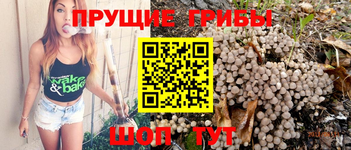 Псилоцибиновые грибы мицелий Дедовск